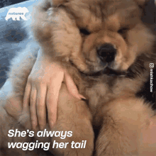 Shes Always Wagging Her Tail Mishka GIF - Shes Always Wagging Her Tail Mishka Chow Chow GIFs