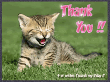 Thanks Thankyou GIF - Thanks Thankyou Cat GIFs