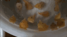 fish sigh fish sigh