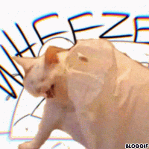 Cat Wheezing Cat Wheeze GIF - Cat Wheezing Cat Wheeze Laughing Cat GIFs