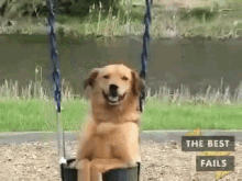 Dog Swing GIF - The Best Fails Best Fail Gifs Collab Clips GIFs