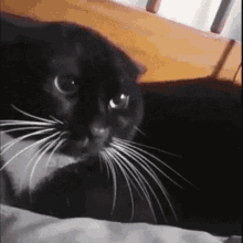 Cat Cat Violence GIF - Cat Cat Violence Finger In Mouth GIFs