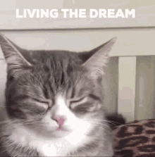Living The Dream Dream GIF - Living The Dream Dream Reality GIFs