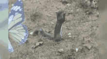 funny animals squirrel love fall funny animals squirrel love fall