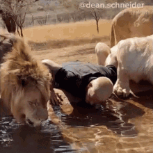 thirsty dean schneider drinking water quenched thirsty lions