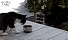 Cat And GIF - Cat And Racoon GIFs