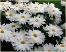 Daisys Whites GIF - Daisys Whites Morning Flowers GIFs