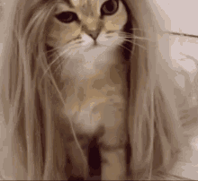 Cat Long Hair Cat Hair GIF - Cat Long Hair Long Hair Cat Hair GIFs