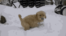 Snow Puppy GIF - Snow Puppy GIFs