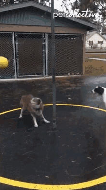 playing dogs chasing ball playground