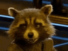 Raccoon Wink GIF - Raccoon Wink GIFs
