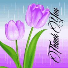 Thank You Tulips GIF - Thank You Tulips Spring GIFs