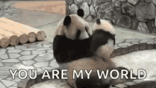 Panda Kiss Smooch GIF - Panda Kiss Panda Smooch GIFs