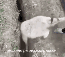 Sheep Lamb GIF - Sheep Lamb Stuck GIFs