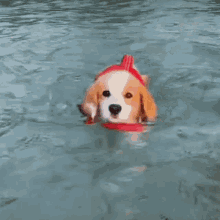 Swimming Puppy GIF - Swimming Puppy Love GIFs