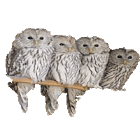 Owlets Owls Sticker - Owlets Owls Bird Stickers