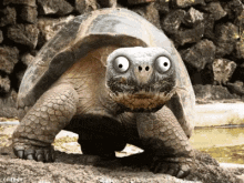 Turtlehead Turtles GIF - Turtlehead Turtles Funny GIFs