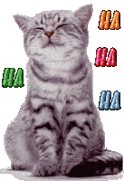 Ha Ha Ha Laugh Sticker - Ha Ha Ha Laugh Kitten Stickers