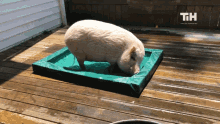 Bathing This Is Happening GIF - Bathing This Is Happening Pig GIFs