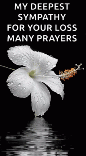 My Deepest Condolences Flower GIF - My Deepest Condolences Flower Deepest Sympathy GIFs