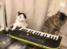 Piano Cats GIF - Piano Cats Music GIFs