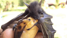 Enjoying The Meal Worlds Weirdest GIF - Enjoying The Meal Worlds Weirdest Bat Appreciation Day GIFs