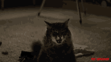cat snarling upset angry alerted pet sematary