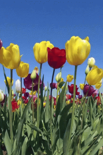 Spring Time Tulips Gif Spring Time Tulips Spring Flowers Discover Share Gifs