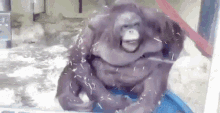 Ksganti Orangutan GIF - Ksganti Orangutan GIFs