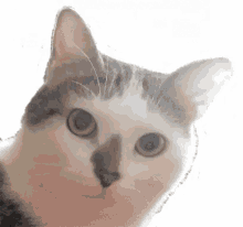 Oursi Cat GIF - Oursi Cat Thuglife GIFs