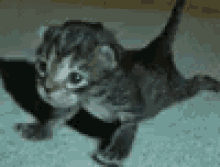 Push Up Cat GIF - Push Up Cat Kitten GIFs
