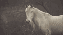 horse white horse staring
