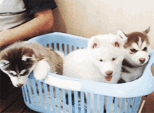laundry husky