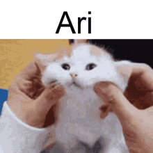 Ari Ari Cat GIF - Ari Ari Cat Cat GIFs
