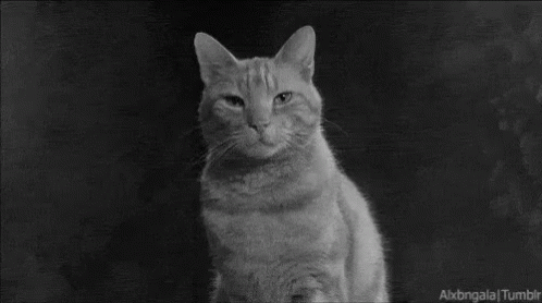 Mysterious GIF - Cat Lights Black And White - Descubre & Comparte GIFs