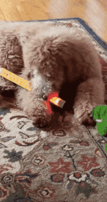 dog shocked funny measuring tape playing