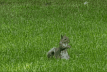 Squirrel Nope GIF - Squirrel Nope Out GIFs