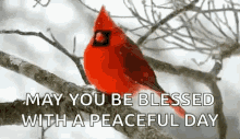 may you be blessed with a peaceful day cardinal snowing winter bird watching
