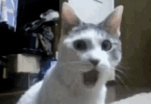 What Shocked GIF - What Shocked Face GIFs