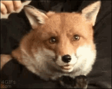 Fox Funny Animals GIF - Fox Funny Animals Cute GIFs