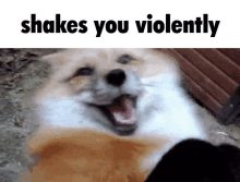 Fox Shakes You Violently GIF - Fox Shakes You Violently GIFs