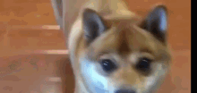 Shiba Dance GIF - Shiba Dance Doge GIFs