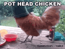 Cock Block Pot Head Chicken GIF - Cock Block Pot Head Chicken Cover Head GIFs