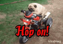Hop On Motorcycle GIF - Hop On Motorcycle Dog GIFs