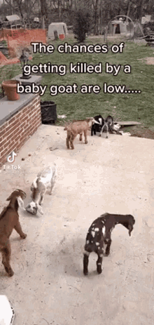 Baby Goat Goat Murder GIF - Baby Goat Goat Murder Evil Goat GIFs