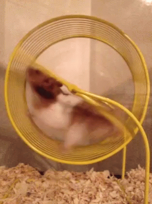 Hamster Wheel GIF - Hamster Wheel Run GIFs