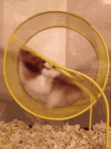 Hamster Wheel GIF - Hamster Wheel Run GIFs