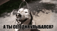 собака кайф улыбка улыбнись счастье радость GIF - Sobaka Ulibka Ulibnis GIFs