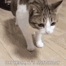 Cat Funny GIF - Cat Funny Saturday GIFs