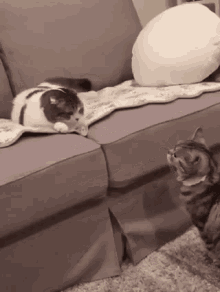 Cats Fight GIF - Cats Fight Cat Fight GIFs